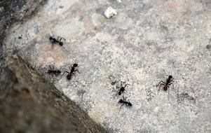 black Ants on grey Stone