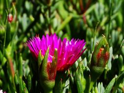 Flower Sunshine Garden