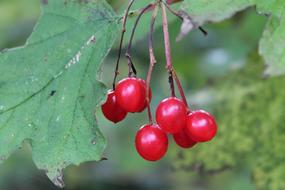 Red Fruit Bush