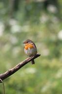 robin on a short tree branch