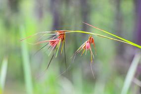 Khmer Cambodia Lonely Flower