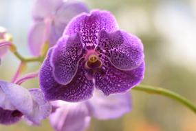 Orchid Flower