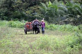 Peasant Cart in the jungle of colombia