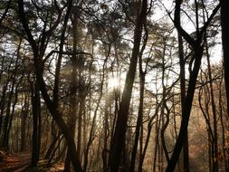 Forest Nature in Autumn