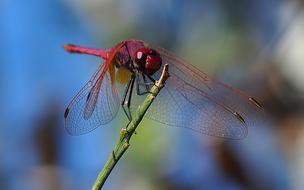 red Dragonfly Insect Macro