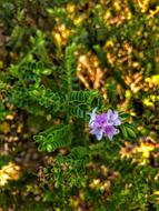 small purple flower in the garden