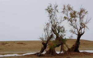 beautiful trees in the desert