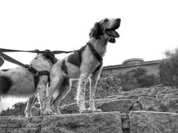 enchanting Brittany Spaniels Dogs