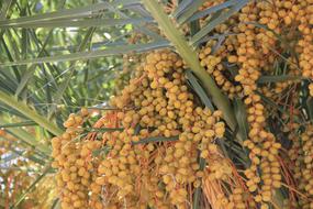 Tree Fruits Nature