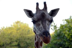 giraffe head in the zoo