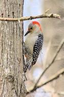 red-bellied woodpecker upright on a tree