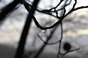 Drop Of Water Dew Dewdrop