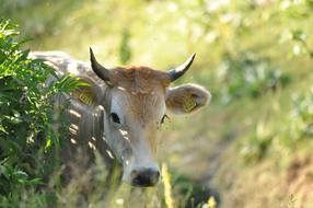 Animals Forest Cow