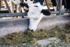 Beautiful, colorful and cute cows in the ranch