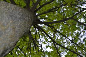 Tree Bark Nature