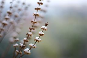 Snow Plant Winter