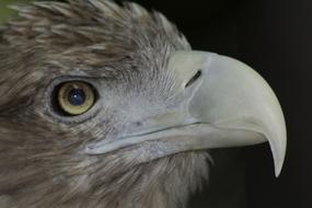 profile of a sea eagle, close-up