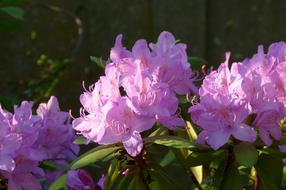 Flowers Nature Plant