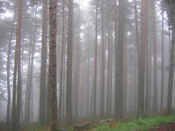 Forest Trees Mist