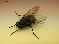 incredible Bluebottle Fly