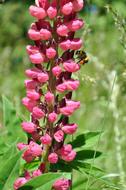 Lupine Flower Hummel