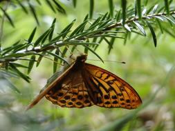 Natural Butterfly Insect