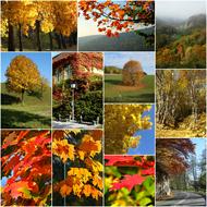 collage autumn colors foliage