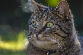 Cat Bokeh