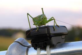 Close-up of the green cicada on the bicycle, at blurred background