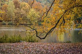Autumn Park Nature