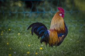 colorful rooster in the grass on a blurred background