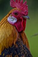 portrait of a cock