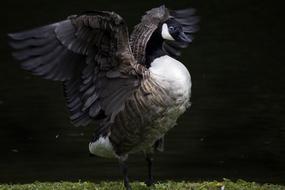 black and white duck with raised wings