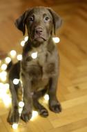 enchanting Dog Labrador Christmas