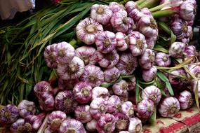colored garlic harvest