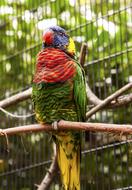 caged colorful parrot in a zoo in Florida