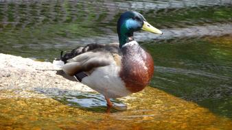 colorful mallard in shallow water