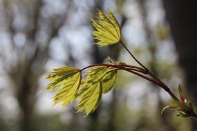 Leaves Nature Leaf