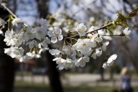 Plant Spring Flower