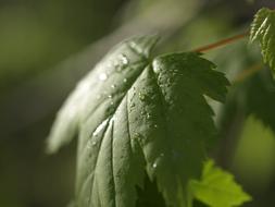 Natural Green Leaves at sunlight