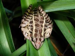 Pickerel Frog Amphibian on leaves