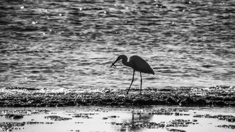 Heron Fishing Bird on coast