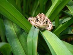 Pickerel Frog sits on grass blade
