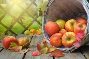 Apple Autumn Leaf Still