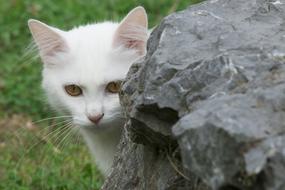 charming Cat White and stone