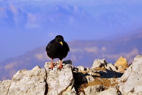 black bird on the top of the mountain on a sunny day