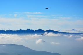birds fly high above the mountains