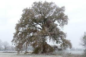 Winter Cold Ice tree