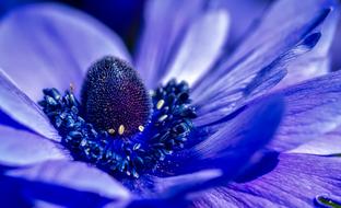Flower Plant Purple