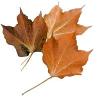 maple dry Natural Leaf